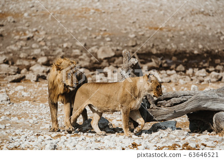 Male and female lions in African desert - Stock Photo [63646521] - PIXTA