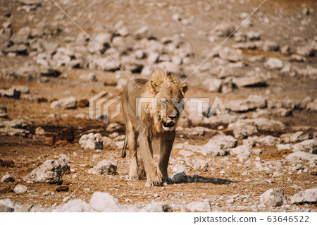 lioness in hunting dried out desert salt pan lioness in hunting dried out desert salt pan 63646522