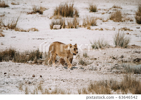 lioness in hunting dried out desert salt pan 63646542