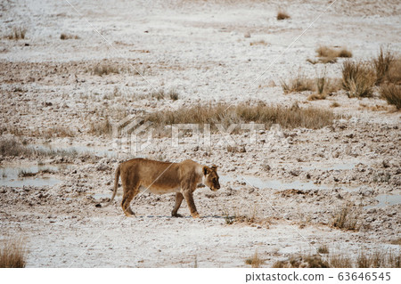 lioness in hunting dried out desert salt pan lioness in hunting dried out desert salt pan 63646545