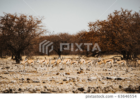 Africa national park with many springboks in the desert Africa national park with many springboks in the desert 63646554