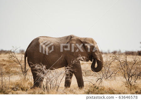 elephant walking in in the African desert 63646578