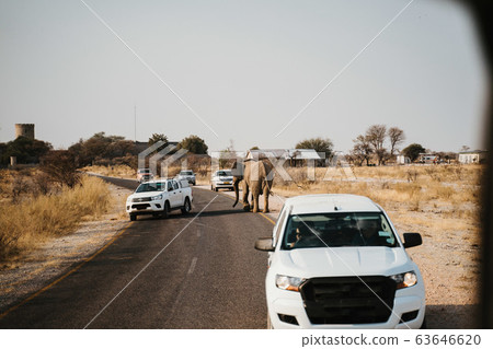 elephant between cars and pushing them away 63646620