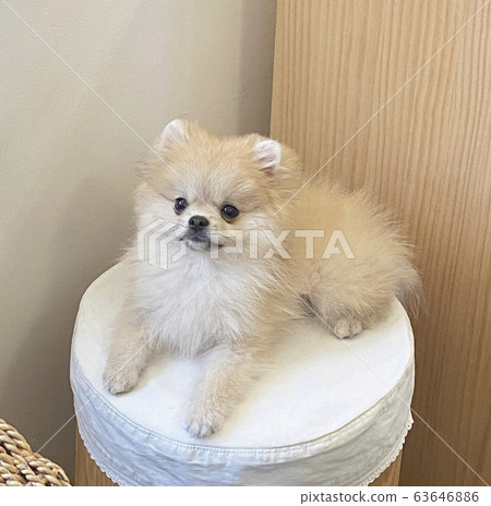 puppy 63646886