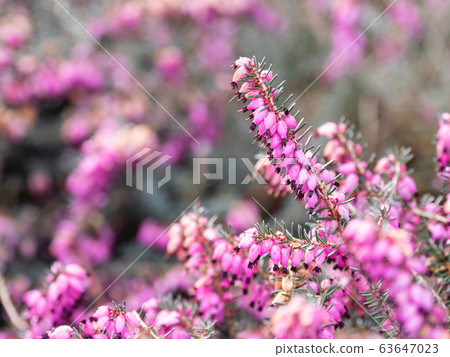 Blooming Calluna vulgaris, known as common heather, ling, or simply heather. Natural spring background with sun shining through pink beautiful flowers. 63647023