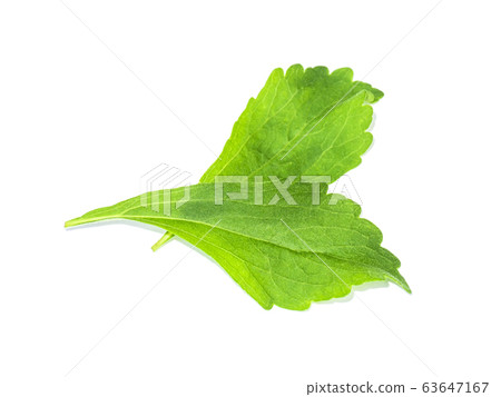 fresh Stevia rebaudiana leaves on white fresh Stevia rebaudiana leaves on white 63647167