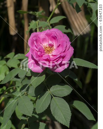 Pink of Damask Rose flower Pink of Damask Rose flower 63647183