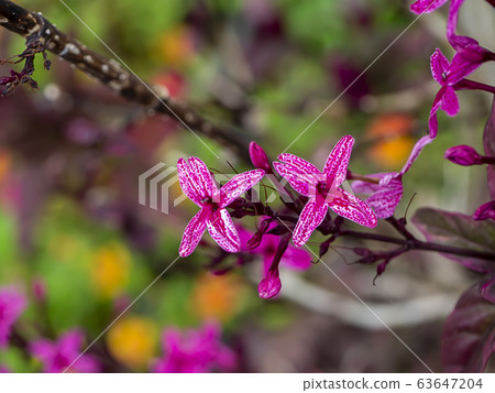 Close up flower of Caricature Plant 63647204