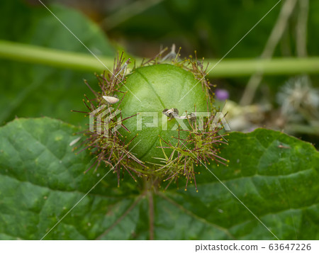 Fetid passionflower, Scarletfruit passionflower, Fetid passionflower, Scarletfruit passionflower, 63647226
