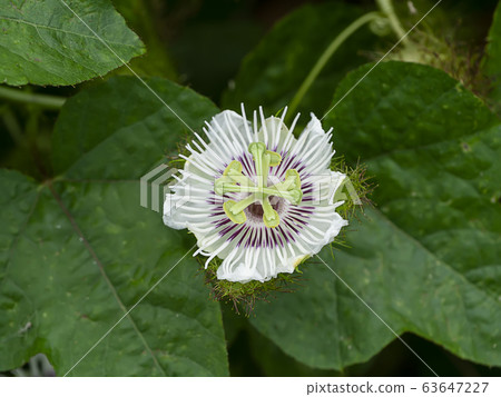 Fetid passionflower, Scarletfruit passionflower, Fetid passionflower, Scarletfruit passionflower, 63647227