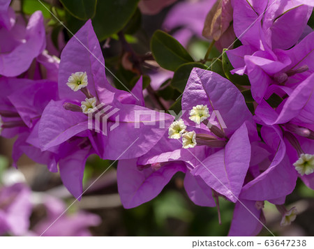 Close up of Bougainvillea.flower. Close up of Bougainvillea.flower. 63647238