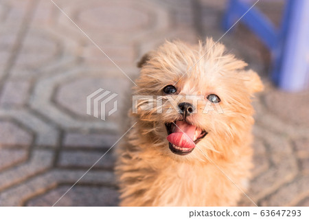 A Hapy Teacup Poodle Smiling While Standing On The Street 63647293