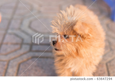 A Hapy Teacup Poodle Smiling While Standing On The Street A Hapy Teacup Poodle Smiling While Standing On The Street 63647294