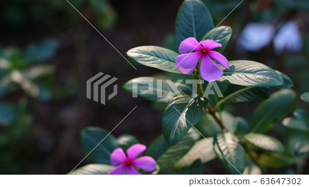 Periwinke Flowers In The Garden Periwinke Flowers In The Garden 63647302