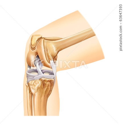 Knee anatomy 63647393