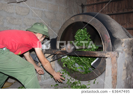 Tea Farmer In The Process Of Making Green Tea Tea Farmer In The Process Of Making Green Tea 63647495