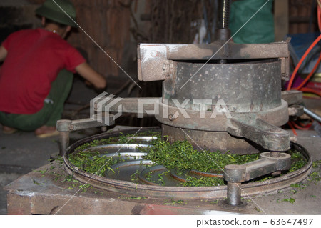 Tea Farmer In The Process Of Making Green Tea Tea Farmer In The Process Of Making Green Tea 63647497