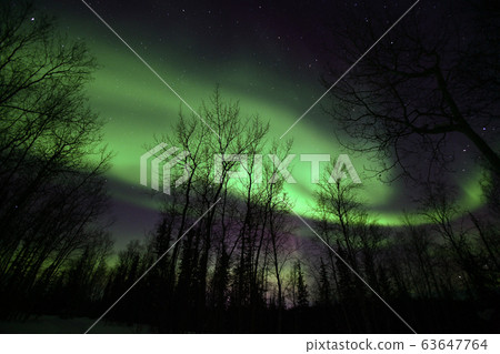 奧羅拉（Aurora） 63647764