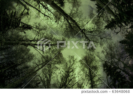 Aurora, Aurora Aurora, Aurora 63648068