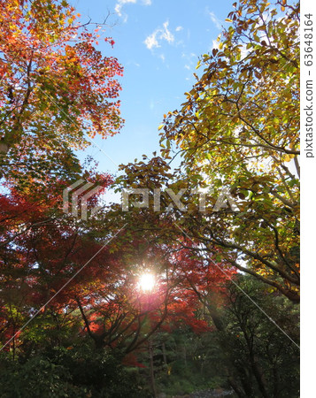 Autumn tree-leave day 63648164