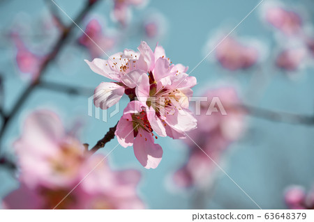 bright pink and white flowers on trees, blooming, bright pink and white flowers on trees, blooming, 63648379