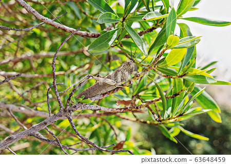 Large green locust on a branch close-up. 63648459