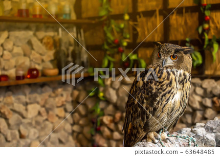 The short-eared owl is a species of typical owl. Owls belonging to genus Asio are known as the eared owls, as they have tufts of feathers resembling mammalian ears. 63648485