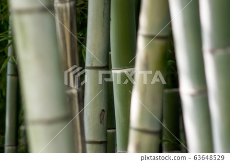 green bamboo garden pattern close up 63648529