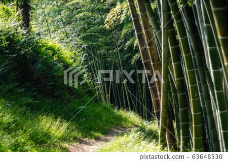 rainforest jungle with bamboo trees in Georgia  63648530