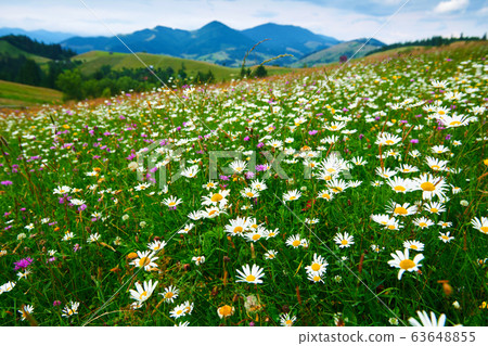 nature, summer landscape in carpathian mountains, 63648855