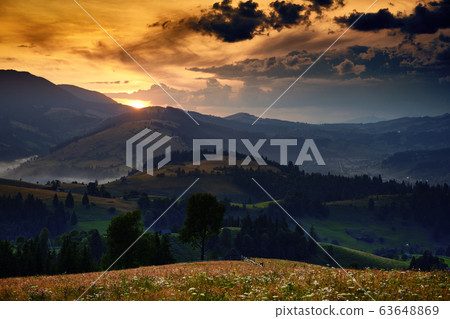 wildflowers, meadow and golden sunset in 63648869