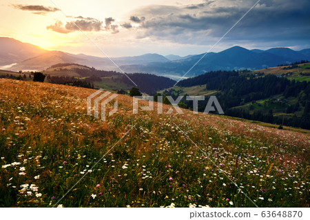 wildflowers, meadow and golden sunset in wildflowers, meadow and golden sunset in 63648870