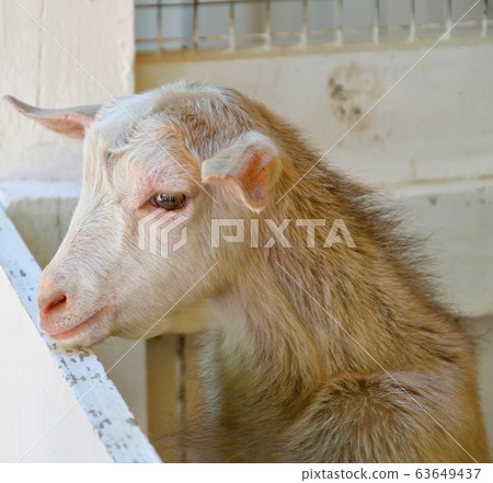 Goat on the farm 63649437
