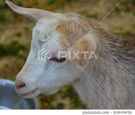 Goat on the farm Goat on the farm 63649456