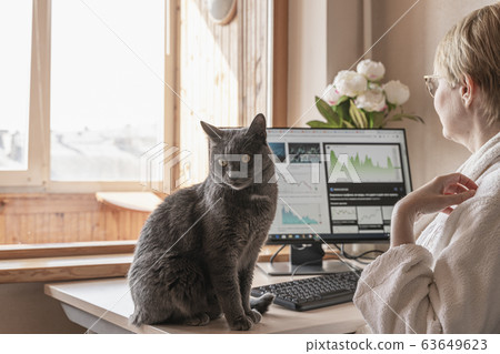 Grey cat sitting on the table at working place with IT equipment at home. Woman in home clothing working on computer before monitor. Flexible hours and remote working concept. Grey cat sitting on the table at working place with IT equipment at home. Woman in home clothing working on computer before monitor. Flexible hours and remote working concept. 63649623