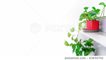 Green plants home decoration on white background Green plants home decoration on white background 63650742