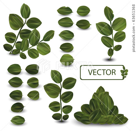 3d realistic green leaves. Collection leaves isolated on white background. Fresh leaves. Top view. Vector illustration 3d realistic green leaves. Collection leaves isolated on white background. Fresh leaves. Top view. Vector illustration 63651368