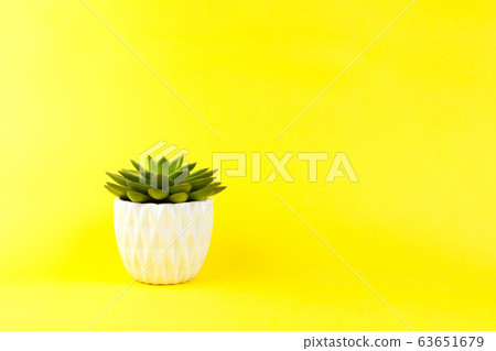 Trendy succulent Haworthia cymbiformis in white Trendy succulent Haworthia cymbiformis in white 63651679