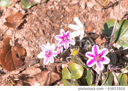Snow-cured grass that blooms in satoyama Snow-cured grass that blooms in satoyama 63651926