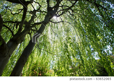 Large linden  tree  with   young  pale green   leaaves in japanese a]grden  63652065