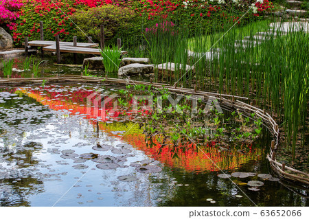 Reflection od red rhododendron bushes on hill in japanese garden - Albert Kahn garden at Paris Reflection od red rhododendron bushes on hill in japanese garden - Albert Kahn garden at Paris 63652066