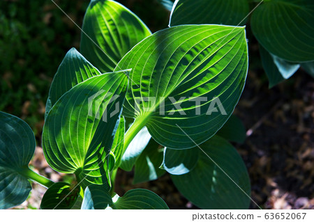 green hosts  and Magic japanese maple and blossoming rhododendron bushes  and landscape  in japanese garden 63652067