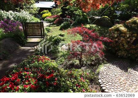 Magic japanese maple and blossoming rhododendron bushes  and landscape  in japanese garden 63652069
