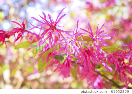 Tokiwamansaku花 63652209