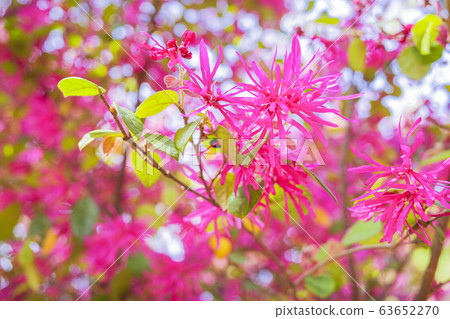 Safflower Tokiwa Mansaku Flower 3 63652270