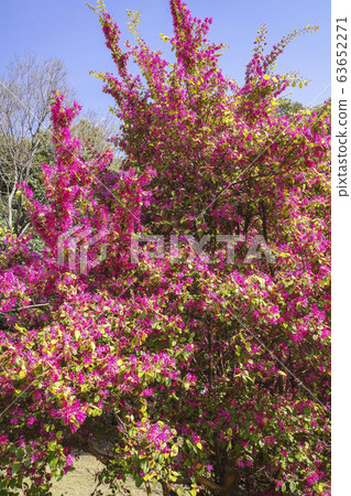 Safflower squirrel (vertical) 63652271