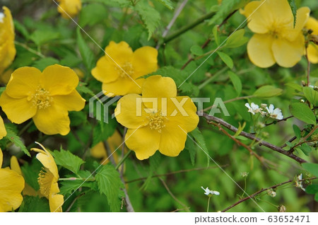Yamaboki花 Yamaboki花 63652471