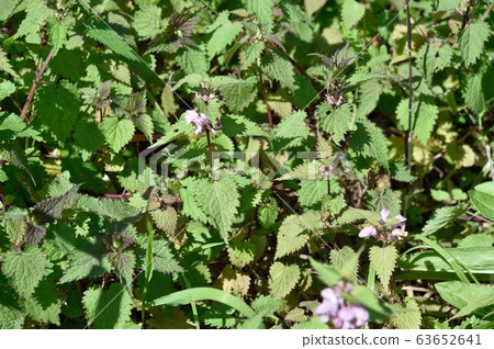 Odorikosou Odorikosou 63652641