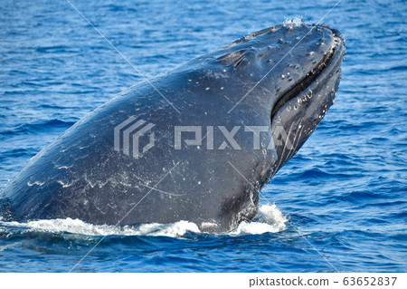 Humpback whale Humpback whale 63652837