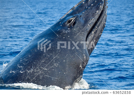Humpback whale 63652838